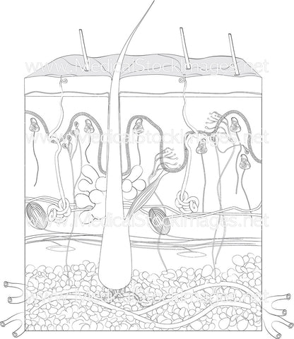 Skin Cross-Section including Sensory Organs