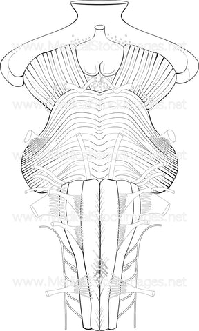 Anatomy of the Brainstem