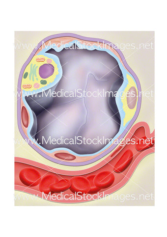 Pulmonary Surfactant