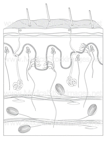 Skin in Cross Section with Sensory Organs