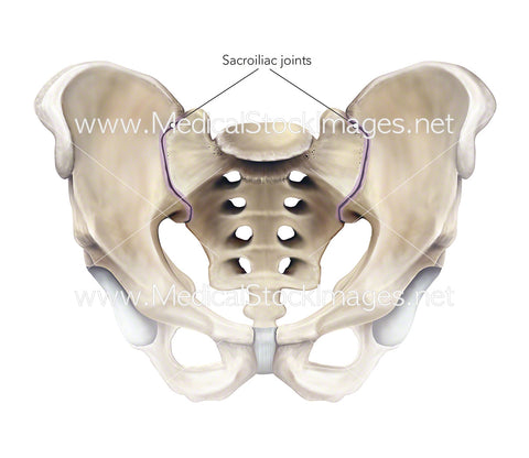 Sacroiliac Joints of the Pelvis