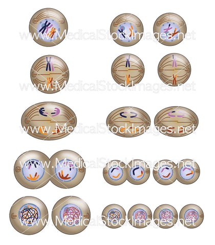 Cell Division via Meiosis