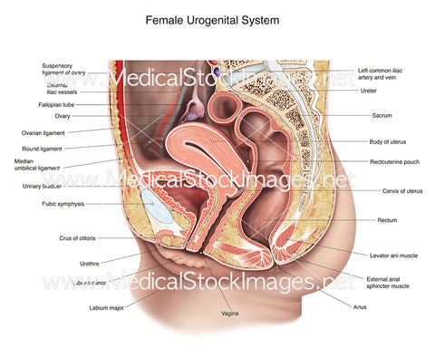 Female Urogenital System Labelled