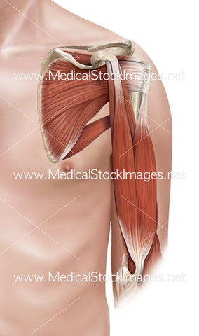 Muscles of the Upper Arm