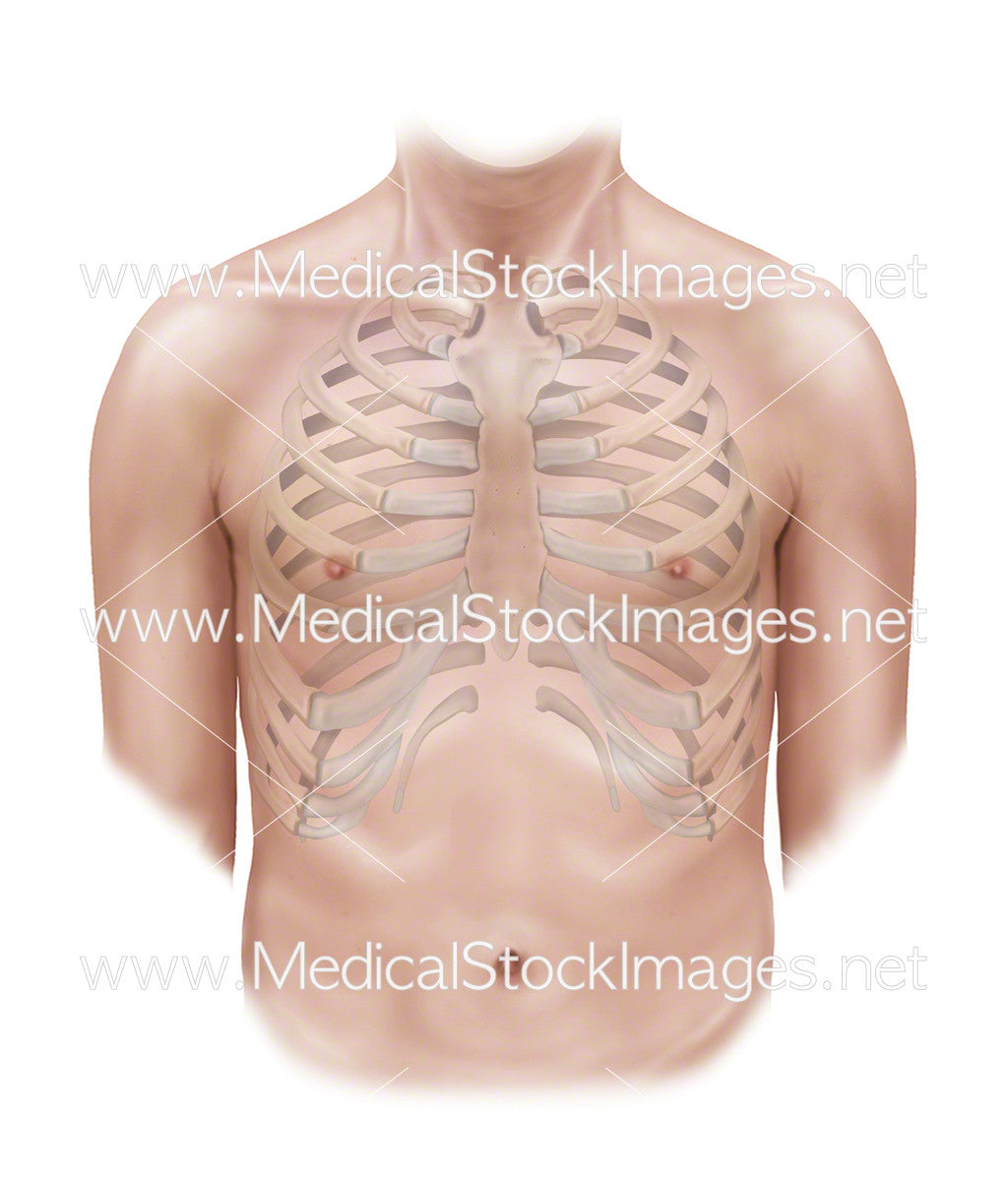 Right Male Rib Rib Cage Anatomy Human Rib Cage Anatomy Anterior Right Stock
