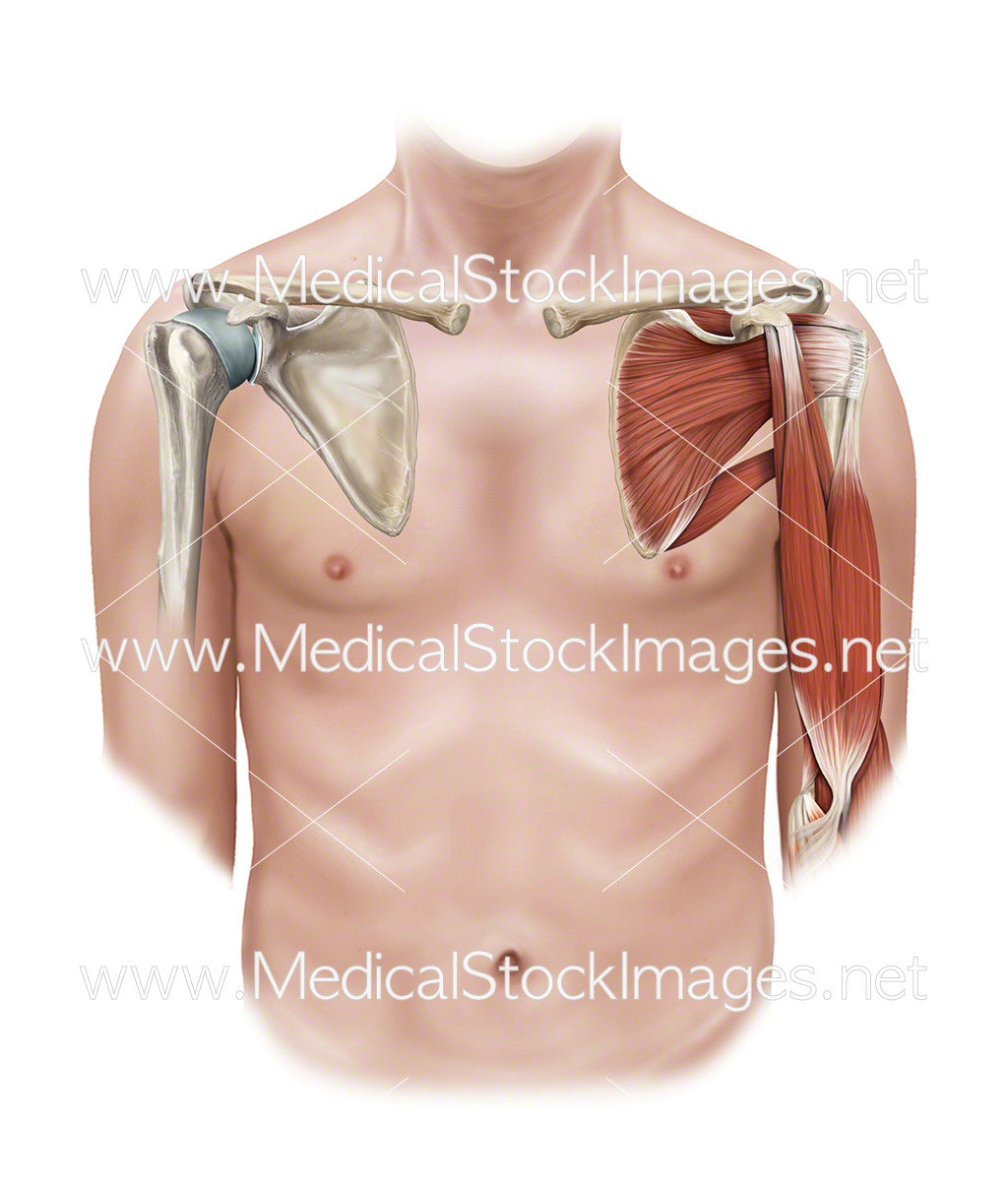 Diagram Of Chest Muscles in 2024  Shoulder muscle anatomy, Muscle