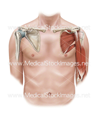 Shoulder and Upper Arm Bony and Muscular Anatomy