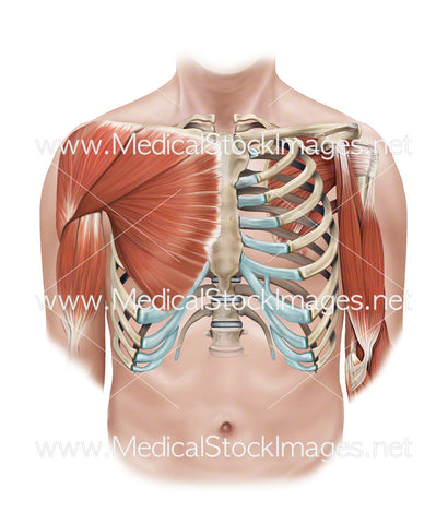 Superficial and Deep Muscles of the Shoulder and Rib Cage