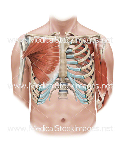 Deep Shoulder Muscular Anatomy with Pectoralis Major