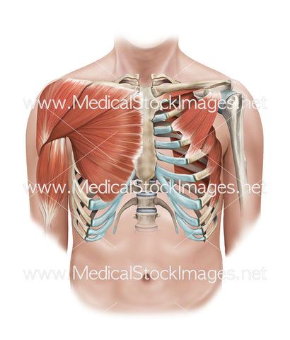 Muscular Anatomy of the Shoulders including Deltoids and Pectorals