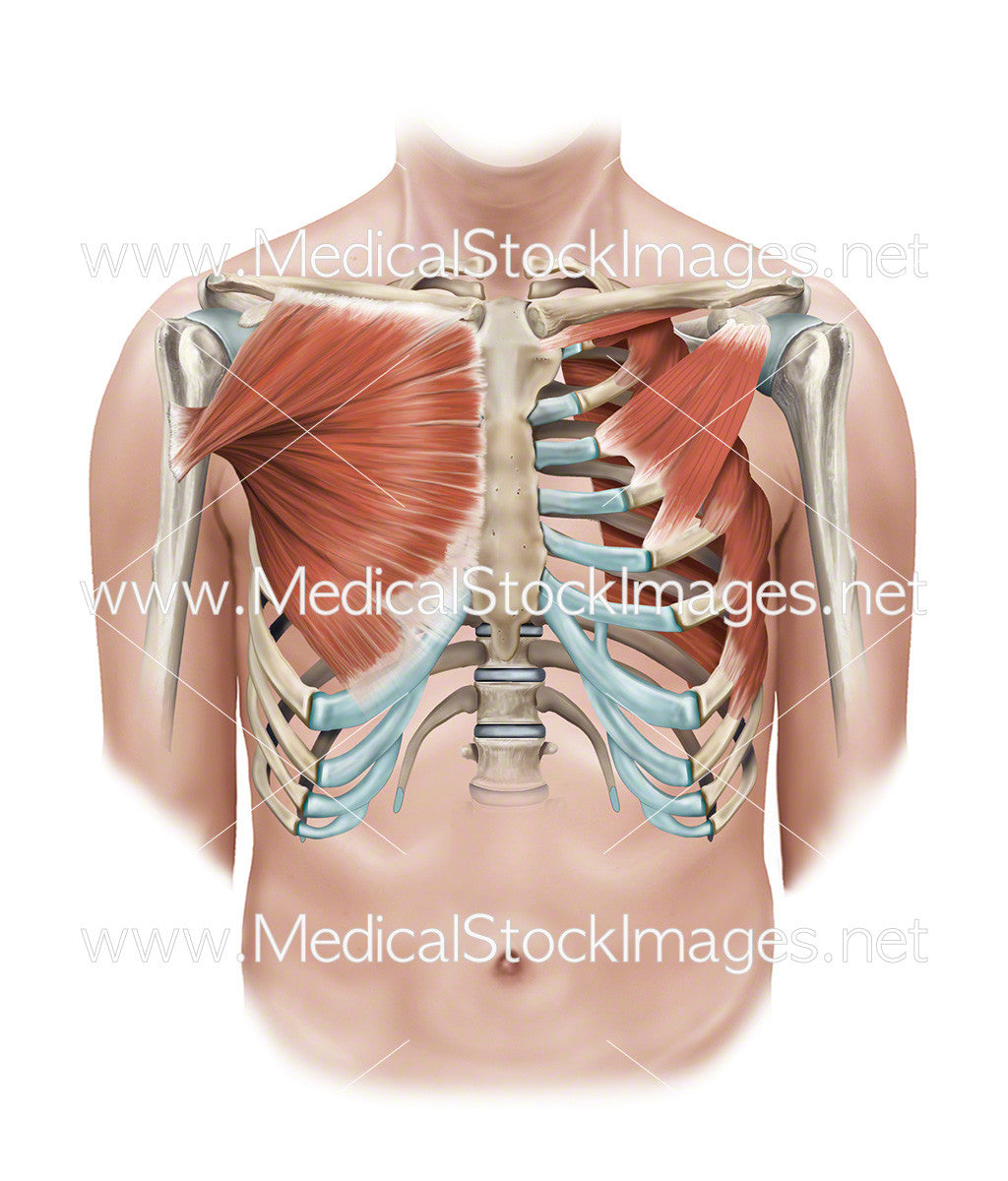 Patch Minor Emajor Pectoralis Major And Minor Muscles