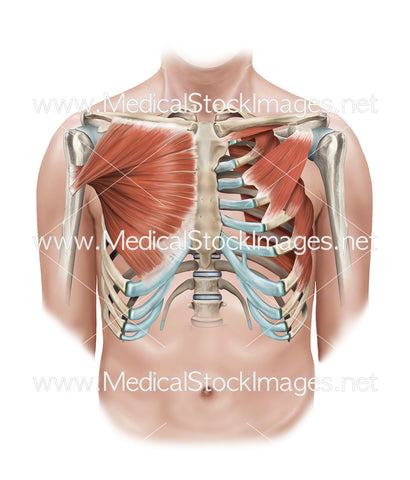 Muscles of the Shoulder including the Pectoralis Major and Minor