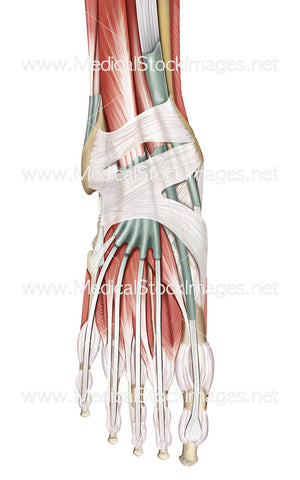 Muscles and Tendons of the Foot in Dorsal View