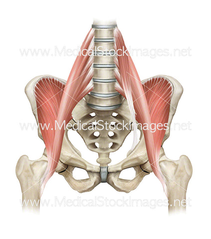 Hip Flexor Muscles and the Pelvis