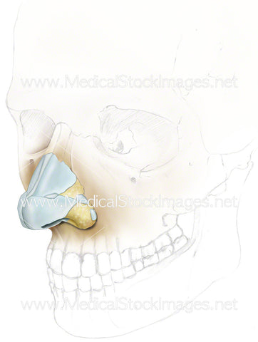 Skeletal View of Nose