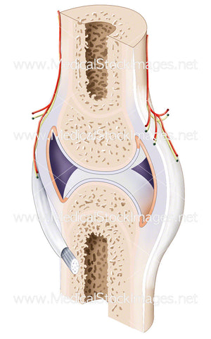 Anatomy of a Synovial Joint