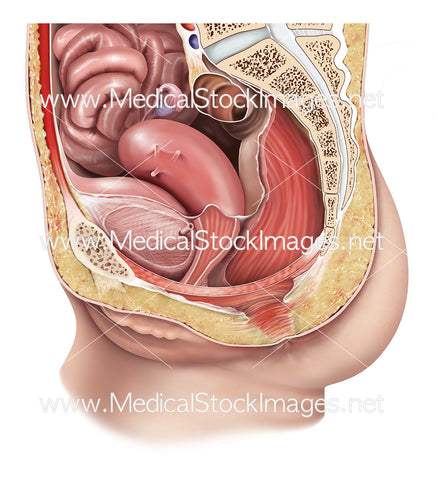 Sagittal View of Female Abdomen and Pelvis