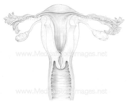 Uterus in Cross Section - Pencil