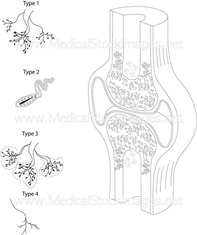 Joint Receptors of the Synovial Junction
