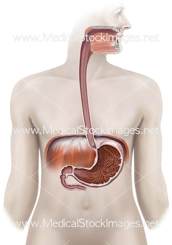 Healthy Digestive Anatomy including Stomach and Oesophagus