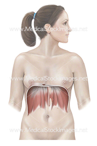 Female Figure with Diaphragm