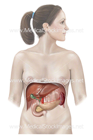 Female Figure with Liver, Pancreas and Stomach Anatomy