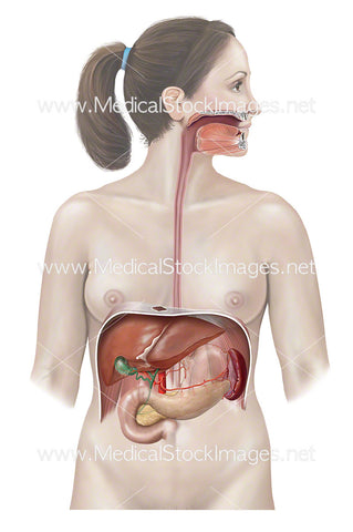 Female Figure with Digestive System Anatomy