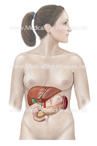 Anatomy of Liver, Stomach, Pancreas and Spleen
