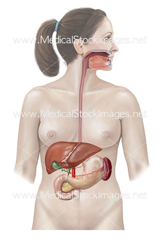 Anatomy of Esophagus, Liver, Stomach, Pancreas and Spleen
