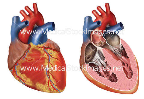 Anatomy of Heart in Anterior View