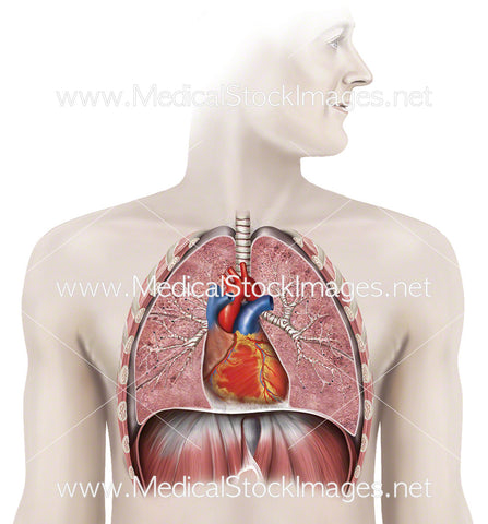 Healthy Heart and Lungs in situ
