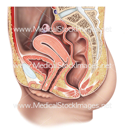 Female Urogenital System – Midsagittal View