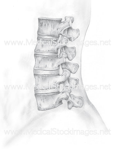 Pencil drawing of Lumbar Spine L1-L5