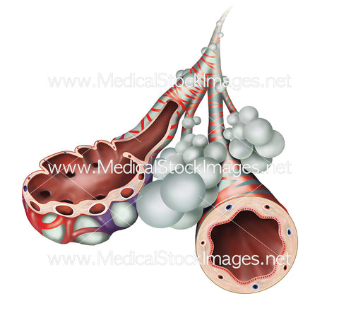 Bronchioles