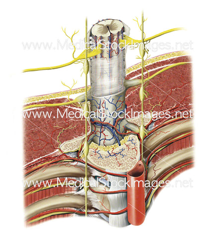 Spinal Cord in Posterolateral View