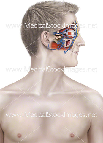 Vascular Eye Anatomy