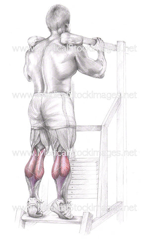 Standing Calf Raise