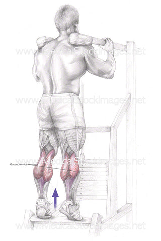 Standing Calf Raise – Labelled