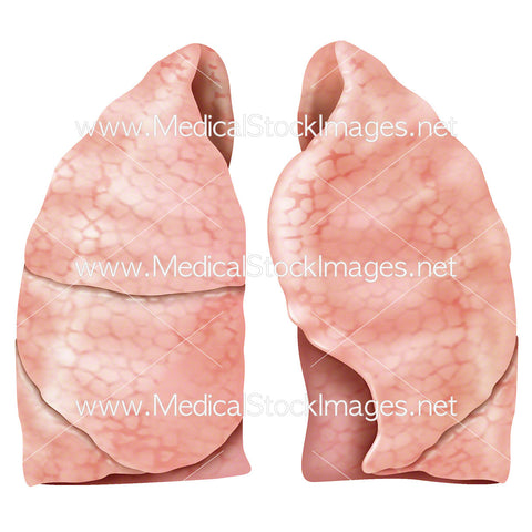 Pair of Healthy Lungs