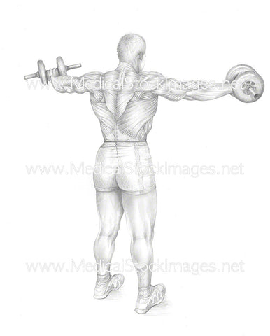 Lateral Raise with Dumbbells