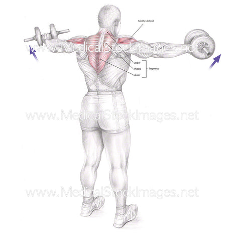 Muscles Involved in Lateral Raise with Dumbbells - Labelled