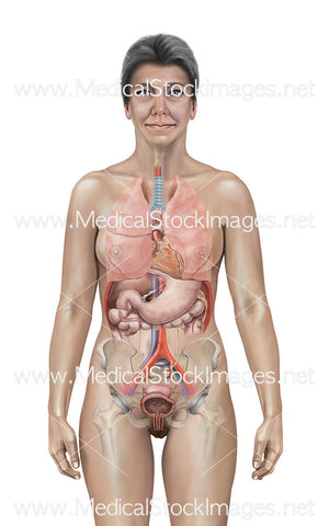 Internal Anatomy of a Menopausal Woman