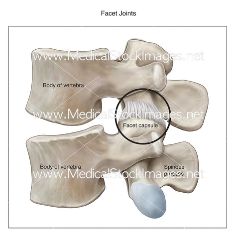 Facet Joints - Labelled