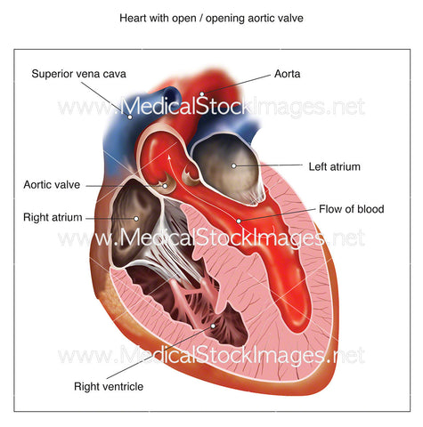 Heart with Open Aortic Valve