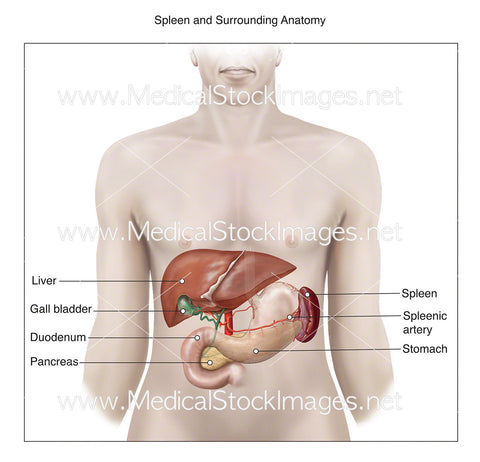 Spleen and Surrounding Anatomy