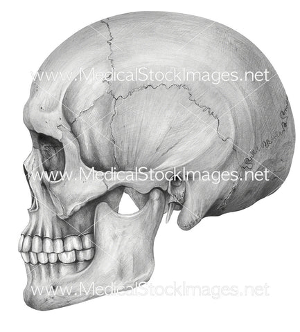 The Skull Lateral View