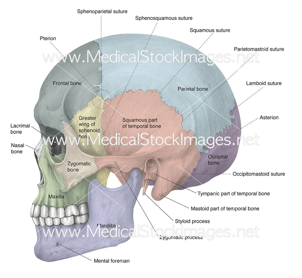 Anatomy Of The Skull Labeling Bones Of The Skull Labeled Anatomy Of