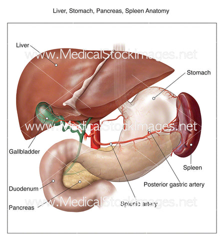 Liver, Stomach, Pancreas, Spleen Anatomy