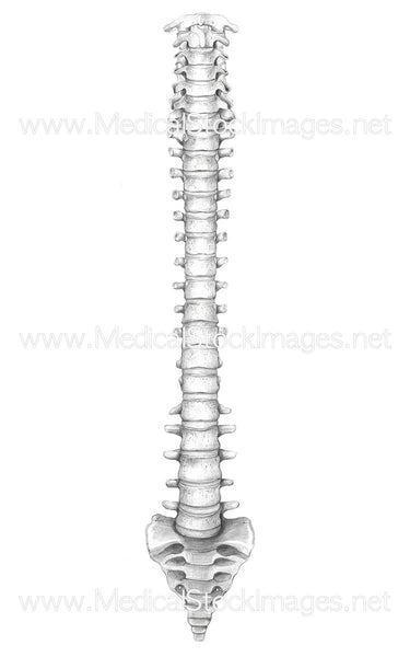 Anterior View of the Spinal Column – Medical Stock Images Company