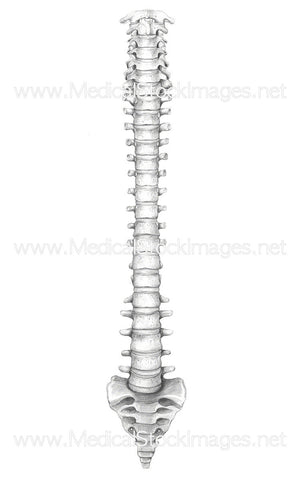 Anterior View of the Spinal Column